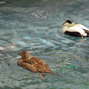 Common Eider 18/5/13