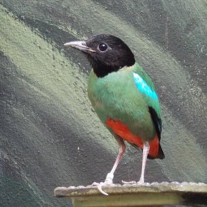 Hooded Pitta 18/5/13