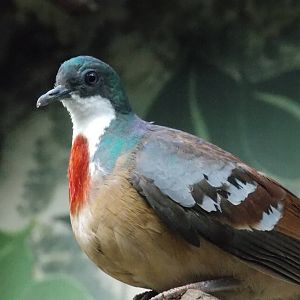 Mindanao Bleeding Heart Dove 18/5/13
