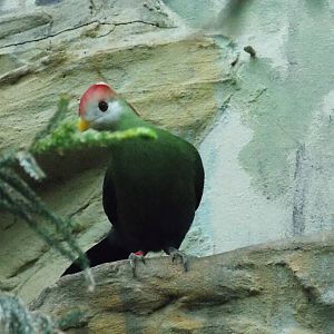 Red-crested turaco 18/5/13
