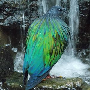 Nicobar Pigeon 18/5/13