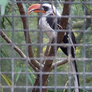 Von Der Decken Hornbill 18/5/13