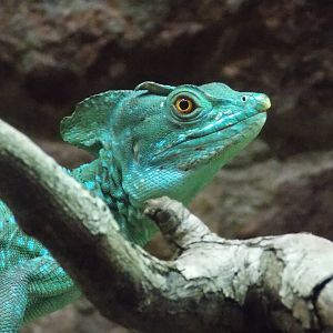 Plumed Basilisk 15/3/13