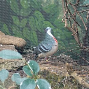Luzon Bleeding Heart Dove 15/3/13