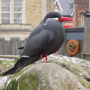 Inca Tern 15/3/13