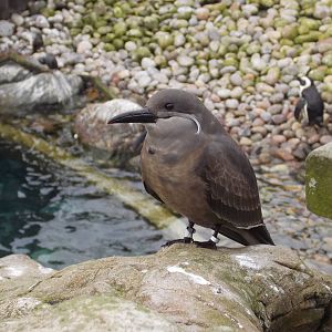 Juvenile Inca Tern 15/3/13