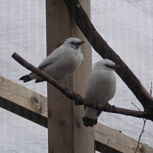 Bali Starlings 18/5/13