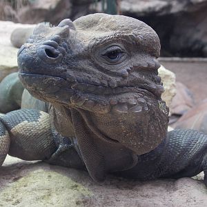 Rhinoceros Iguana 15/3/13