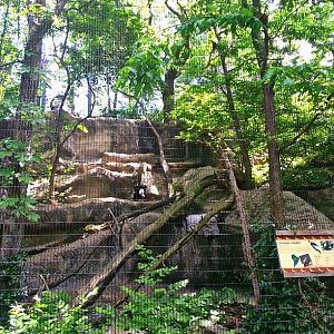 May. 2013 - Eagle Eyrie - Andean Condor Exhibit