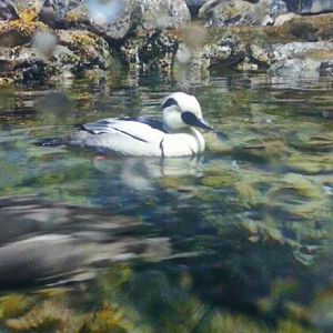 May. 2013 - Wings of the World - Smew