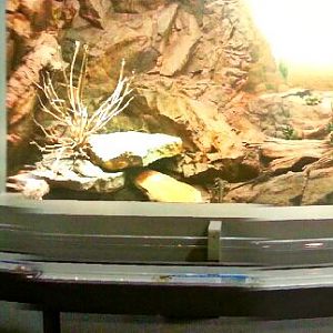 May. 2013 - World of the Insect - Blue Spiny Lizard + Honey Ant Exhibits