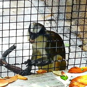 May. 2013 - Gorilla World - Greys Crowned Guenon