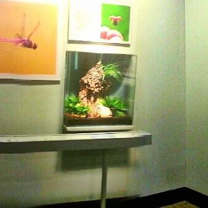 May. 2013 - World of the Insect - Success of the Insect