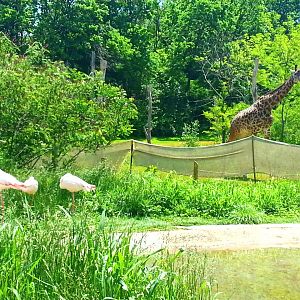 May. 2013 - Africa - Giraffe Ridge - Greater Flamingos + Masai Giraffe