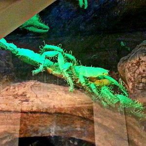 May. 2013 - World of the Insect - Glowing Emperor Scorpion