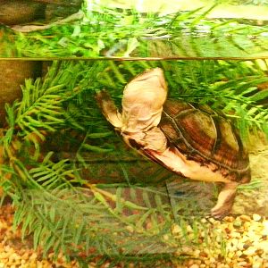 May. 2013 - World of the Insect - Baby African Helmeted Turtle