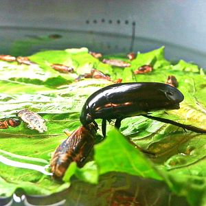 May. 2013 - World of the Insect - Water Scavenger Beetle