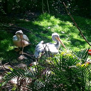 May. 2013 - Jungle Trails - Pink-backed Pelicans