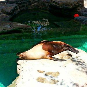 May. 2013 - Sea Lion Falls - California Sea Lion