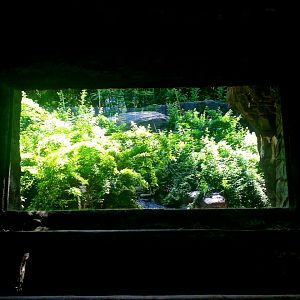 May. 2013 - Jungle Trails - Bonobo Exhibit - Second Viewing