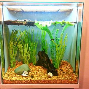 May. 2013 - World of the Insect - Water Scavenger Beetle Tank