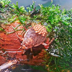 May. 2013 - World of the Insect - Giant Water Bug