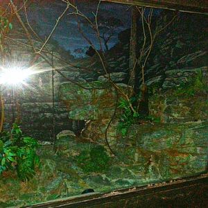 May. 2013 - Jungle Trails - Potto Exhibit