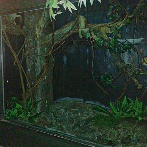 May. 2013 - Jungle Trails - Garnetts Galago Exhibit
