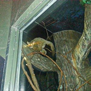 May. 2013 - Jungle Trails - Garnetts Galago