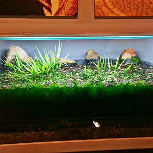 May. 2013 - World of the Insect - Water Strider Tank