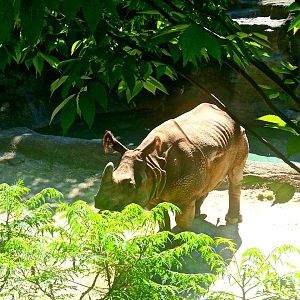 May. 2013 - Rhino Reserve - Indian Rhinoceros