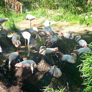 May. 2013 - Rhino Reserve - Nesting Greater Flamingos