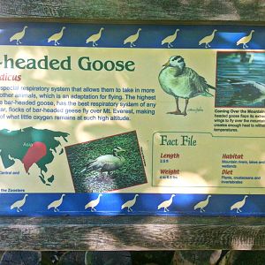 May. 2013 - Rhino Reserve - Bar-headed Goose Sign