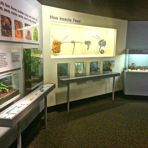 May 2013 - World of the Insect - What Insects Eat