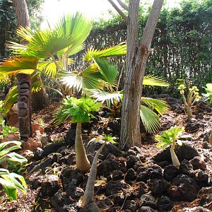Australian Outback - Hawaiian Garden