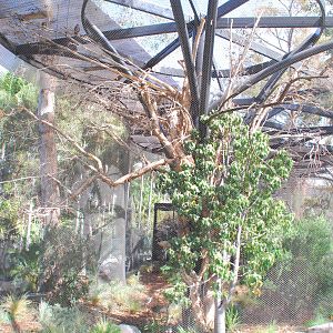 Australian Outback- First Aviary