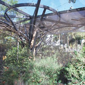 Australian Outback- First Aviary