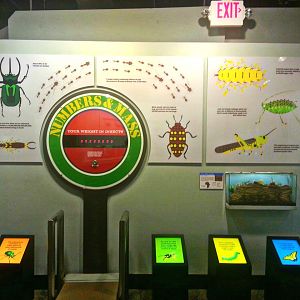 May 2013 - World of the Insect - Your Weight in Insects