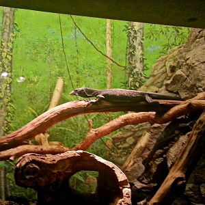 May 2013 - World of the Insect - Black Tree Monitor