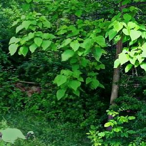 May 2013 - Crane Island Panorama