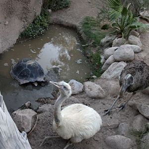 Summer Friday Nights