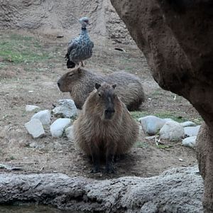 Summer Friday Nights