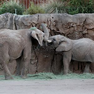 Summer Friday Nights