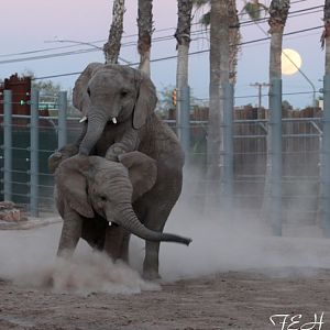 Summer Friday Nights