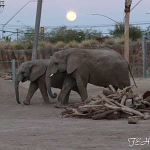 Summer Friday Nights