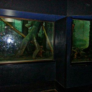 May 2013 - Night Hunters - Tayra Exhibit