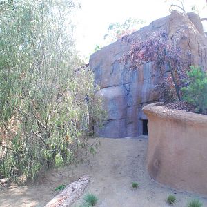 Australian Outback- Parma wallaby