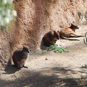 Australian Outback- Parma wallabies