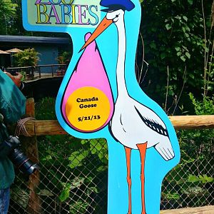 May 2013 - Zoo Babies - Canada Goose