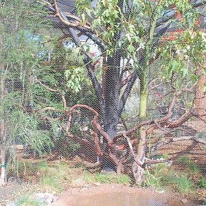 Australian Outback- Second Aviary